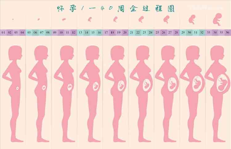 孕期腹围标准图图片