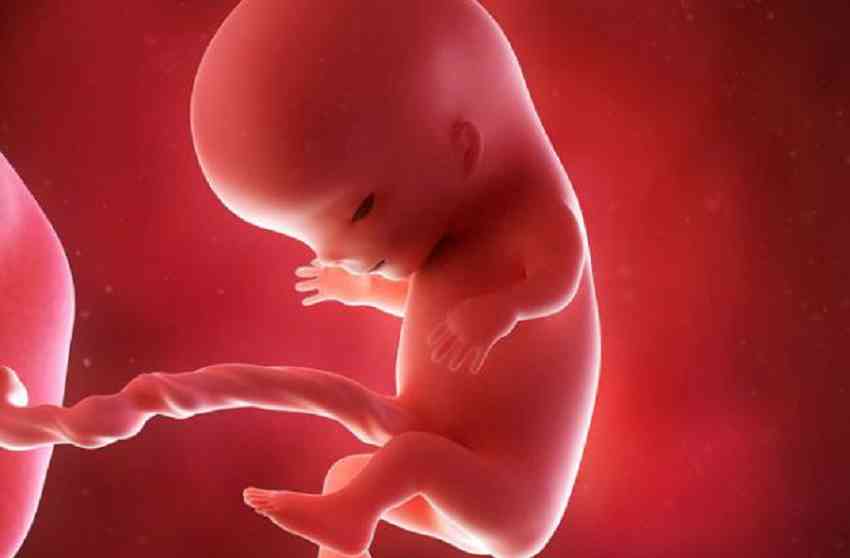 怀孕十二周胎儿高清图图片