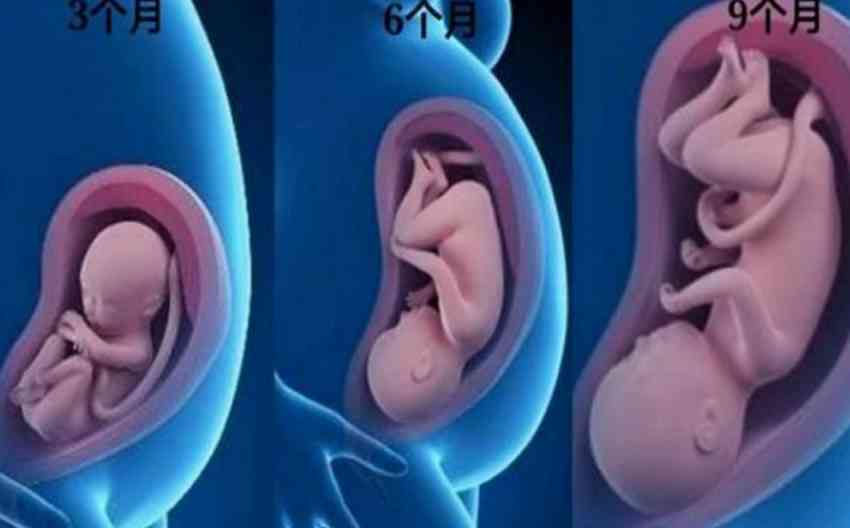 怀孕67天胎儿高清图图片