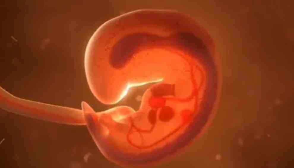 胎儿8个周在腹中图片图片