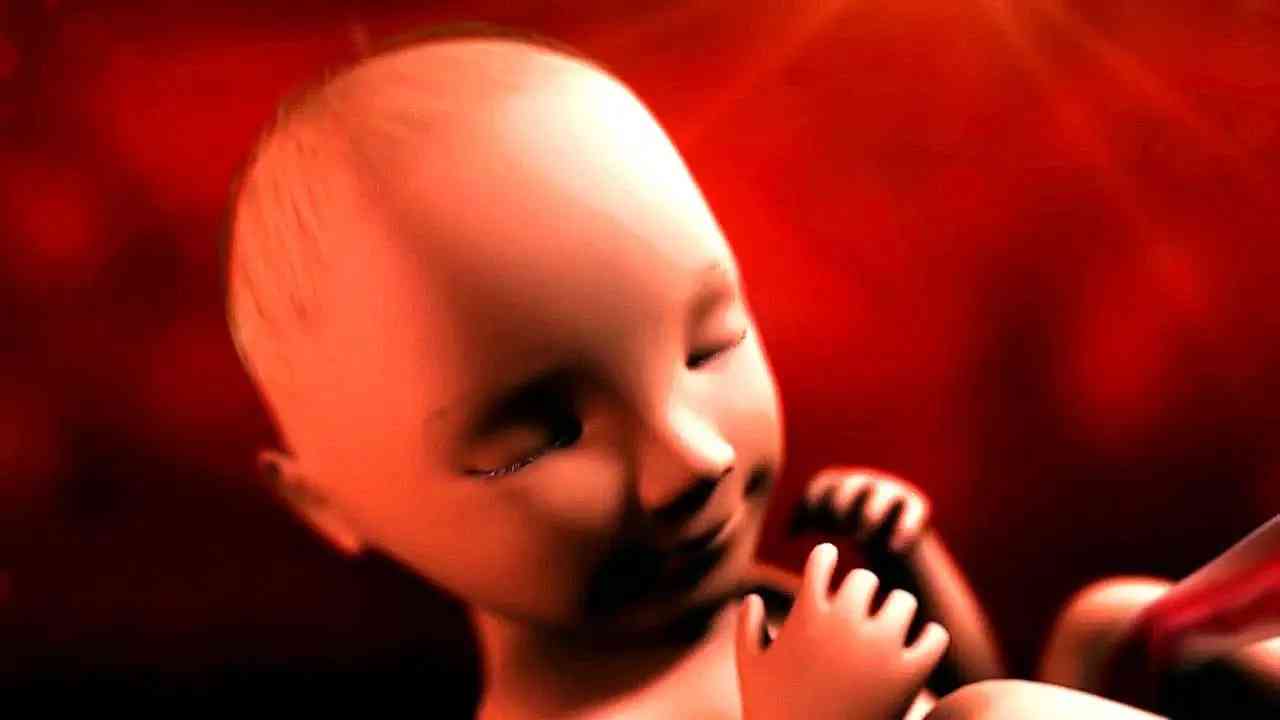 胎儿五个月的样子图片图片