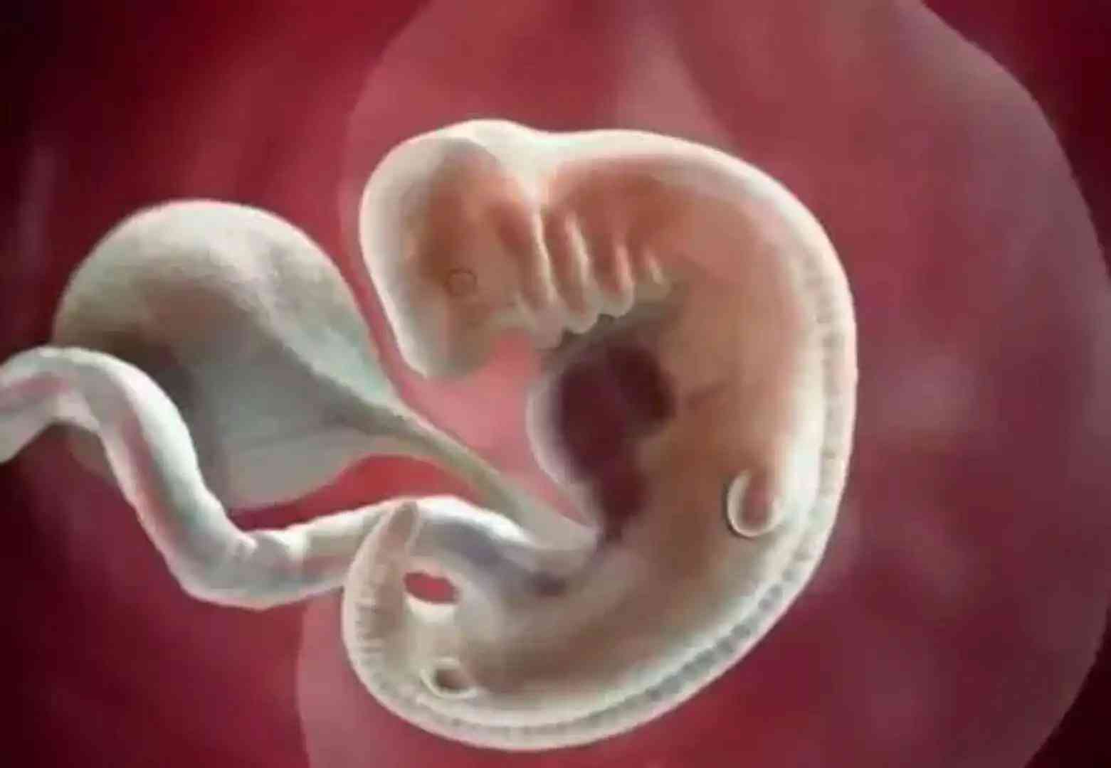 胚胎发育第50天从真实图上看有多大