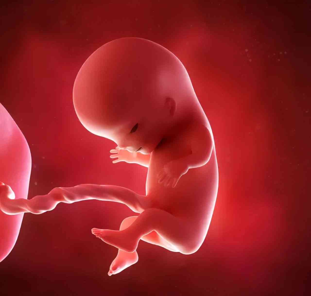 怀孕24周胎儿长啥样了图片