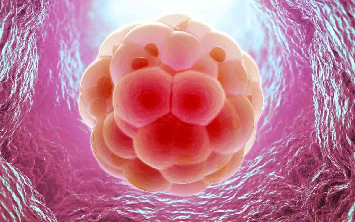囊胚移植要是没成功,这种不着床的征兆一般要几天才出现? 