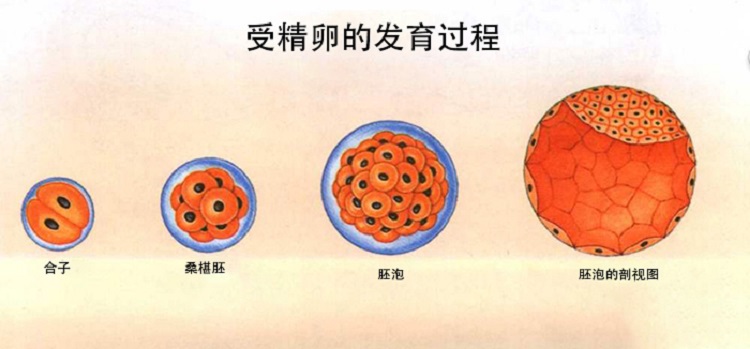 生化妊娠可以让不好的受精卵提前结束发育