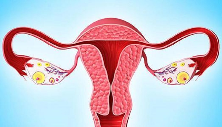 子宫和卵巢的情况也会影响排卵期