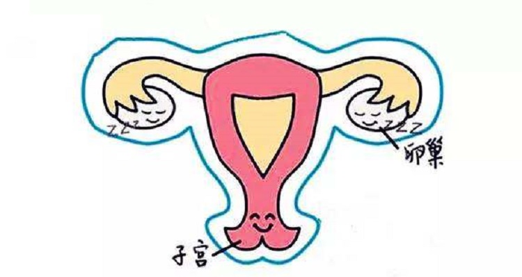 卵巢功能是绝经生育的重要指标