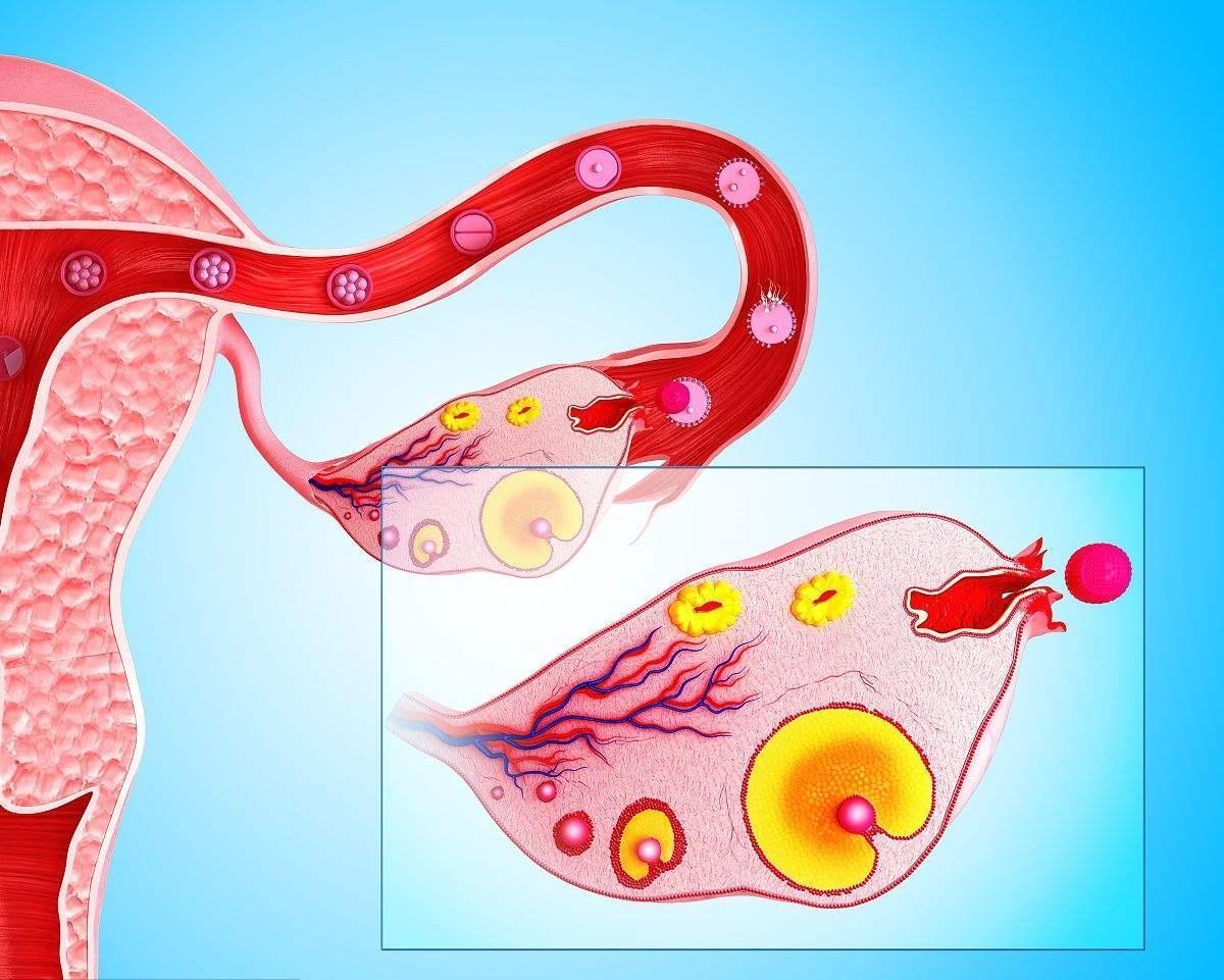 卵巢正常排卵过程