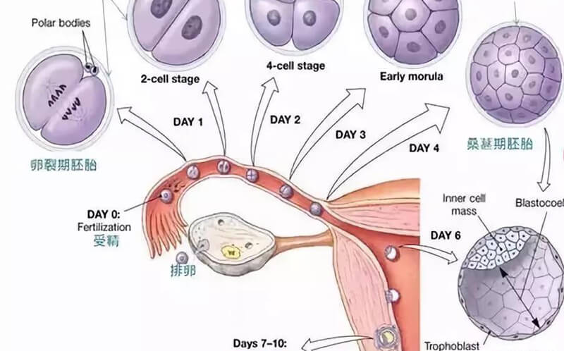 鲜胚移植发育流程图