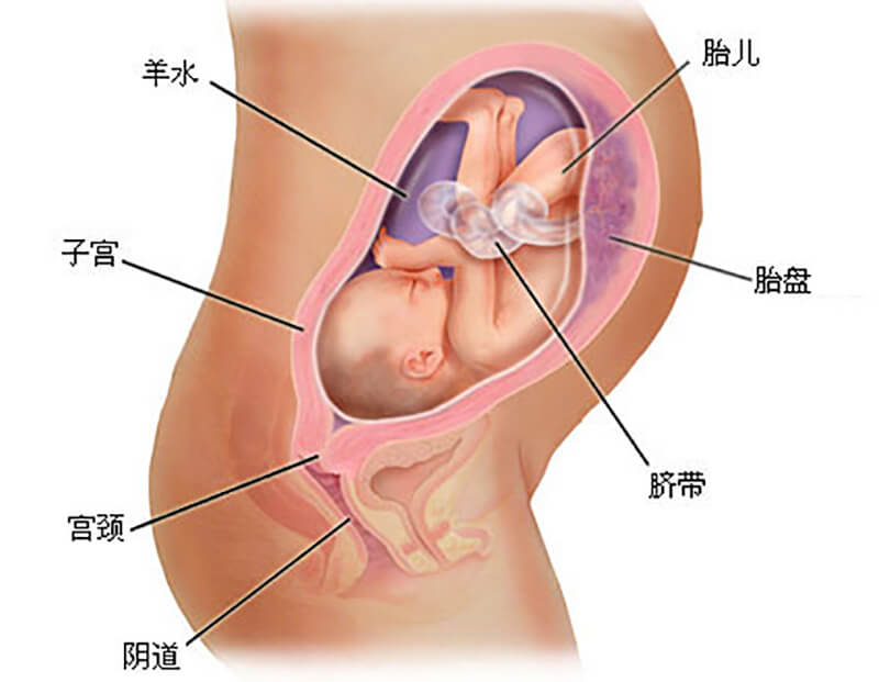怀孕七个月胎儿发育过程图