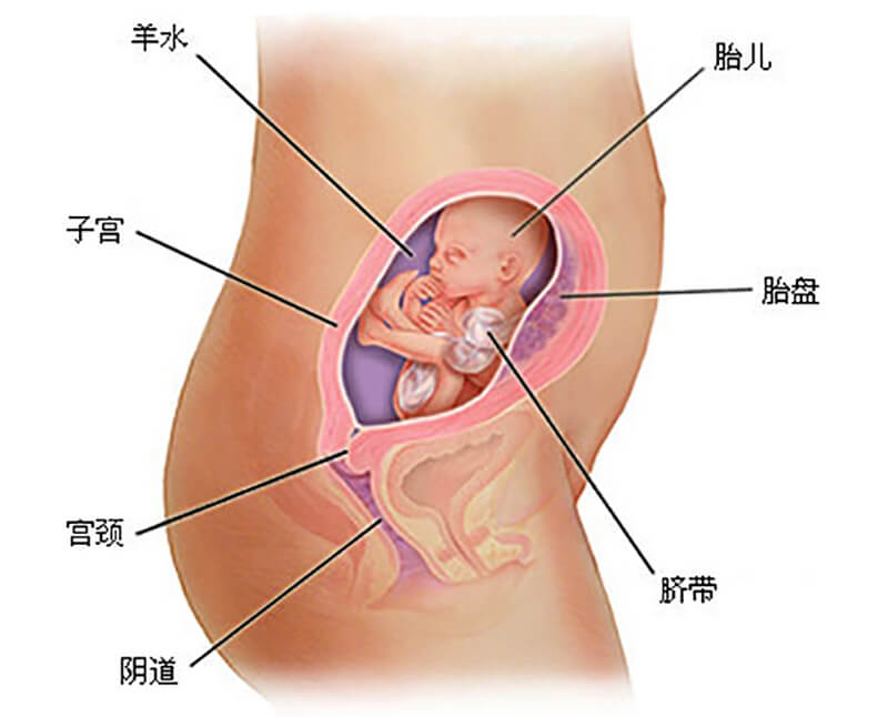 怀孕四个月胎儿发育过程图