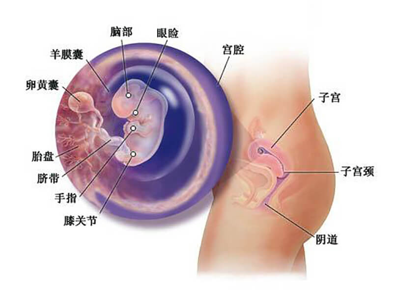怀孕两个月胎儿发育过程图