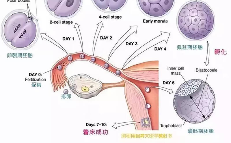 养囊5至6天可进行囊胚移植