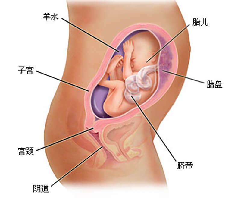 怀孕五个月胎儿发育过程图