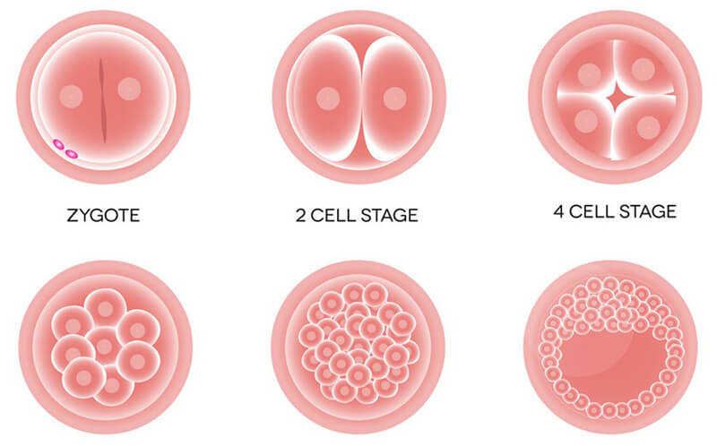 囊胚的发育过程