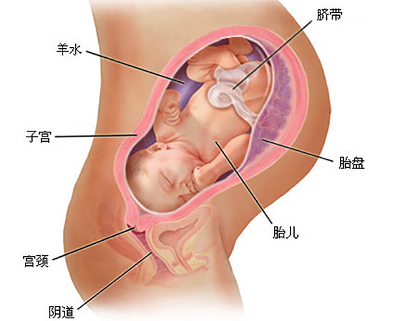 怀孕九个月胎儿发育过程图