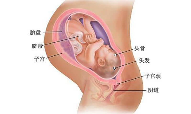 怀孕十个月胎儿发育过程图