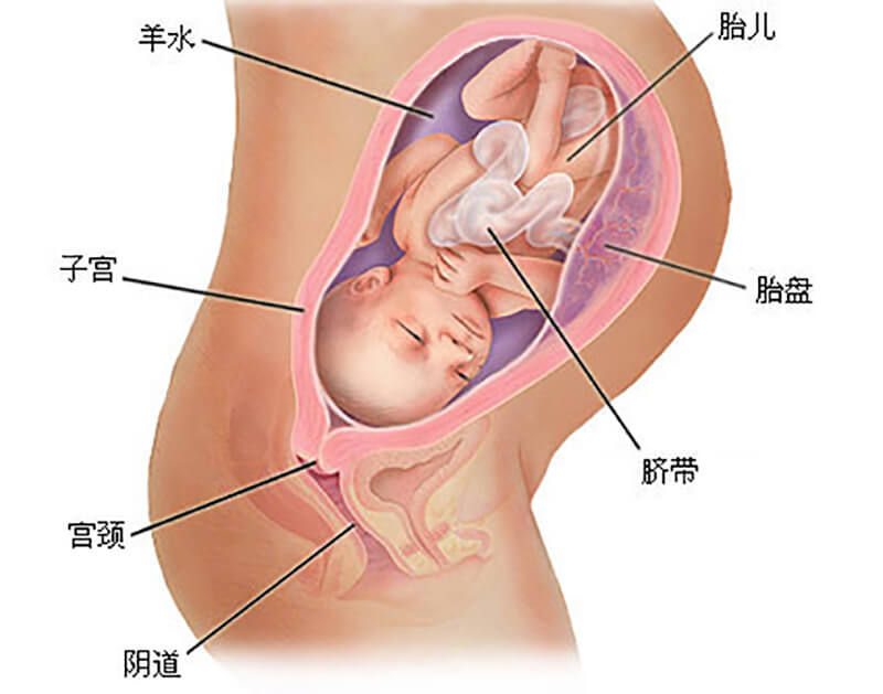 怀孕八个月胎儿发育过程图