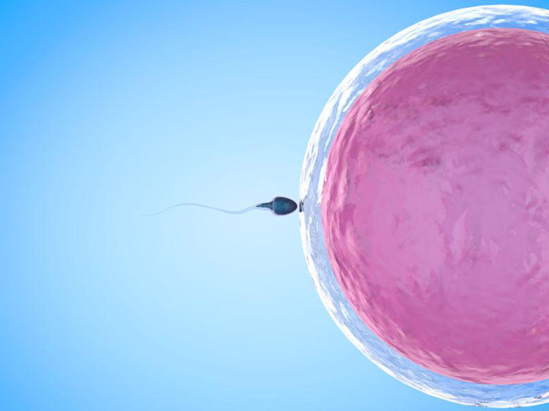 卵子的质量影响怀孕成功率