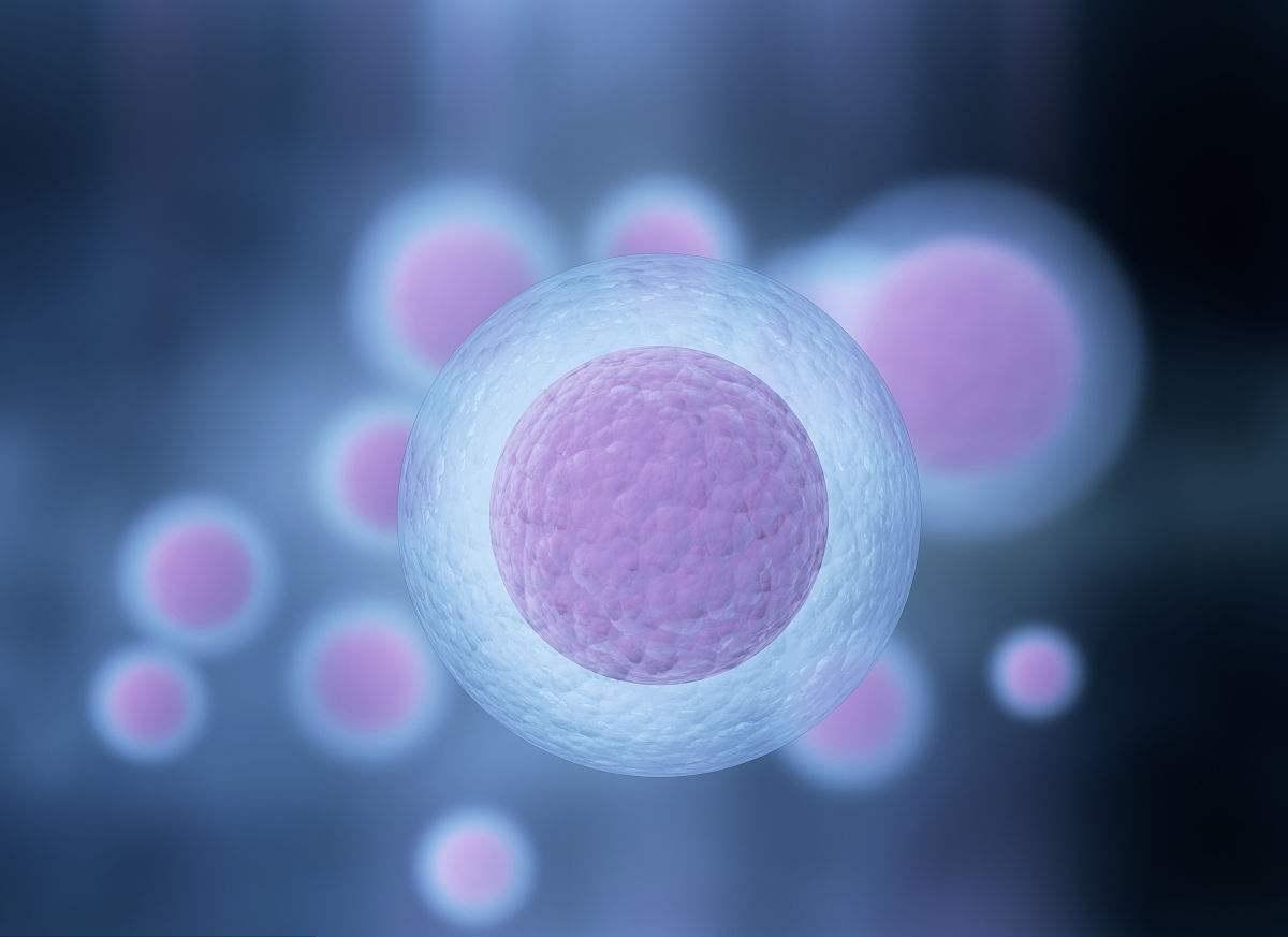 卵泡刺激素可以促进卵泡发育