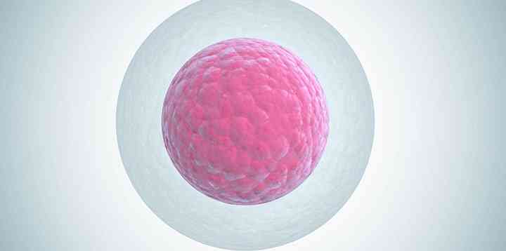 克罗米芬可以调节卵巢内分泌情况
