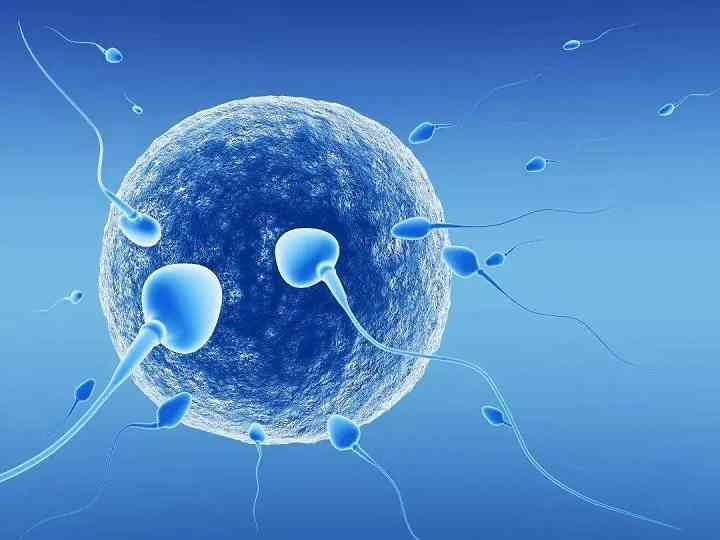通过精子内的白细胞来判断精子质量