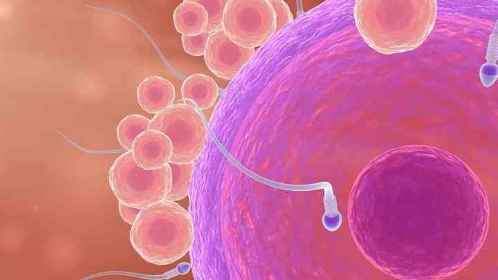促卵细胞生成素会影响怀孕