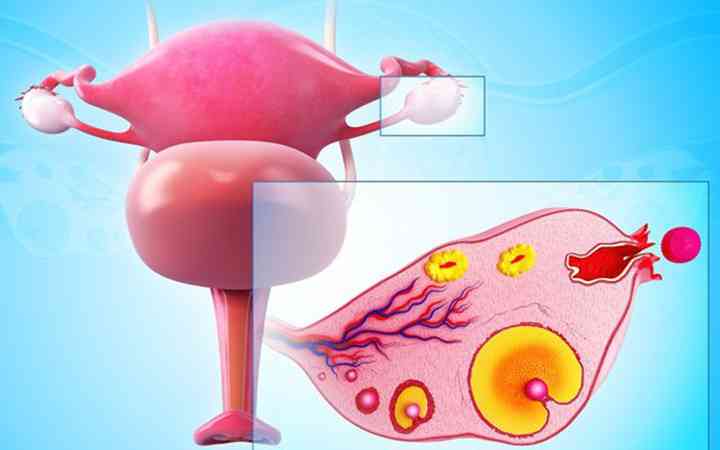 输卵管堵塞主要有四点症状