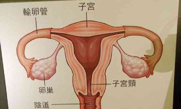 子宫有缺陷的女性可以选择冻卵