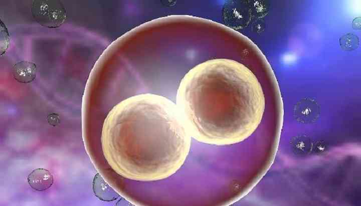 冻卵可能导致卵子细胞受损
