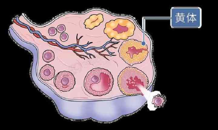 卵巢囊肿功能性囊肿分类