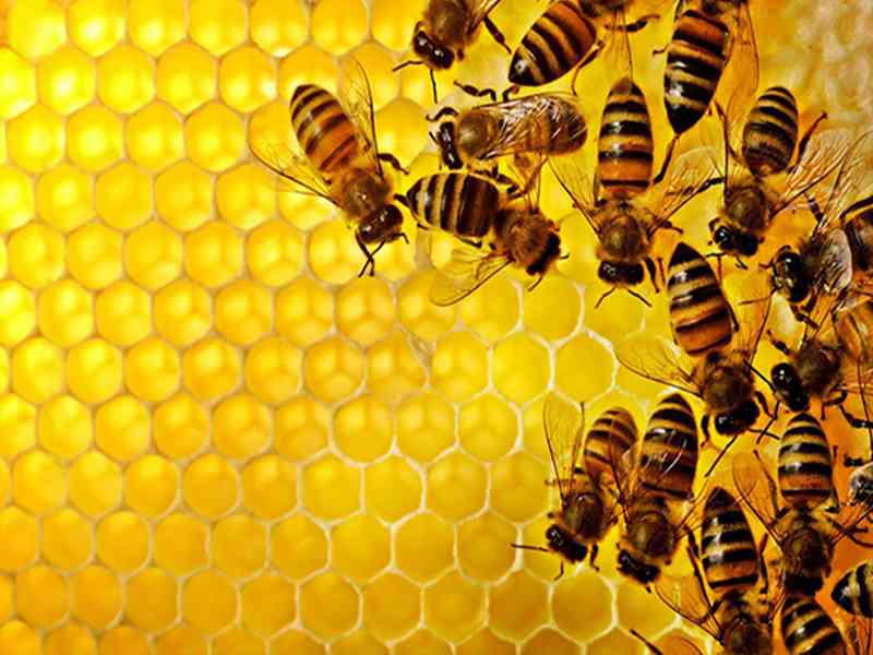 蜂胶中的成分可能会影响到婴儿免疫系统正常发育