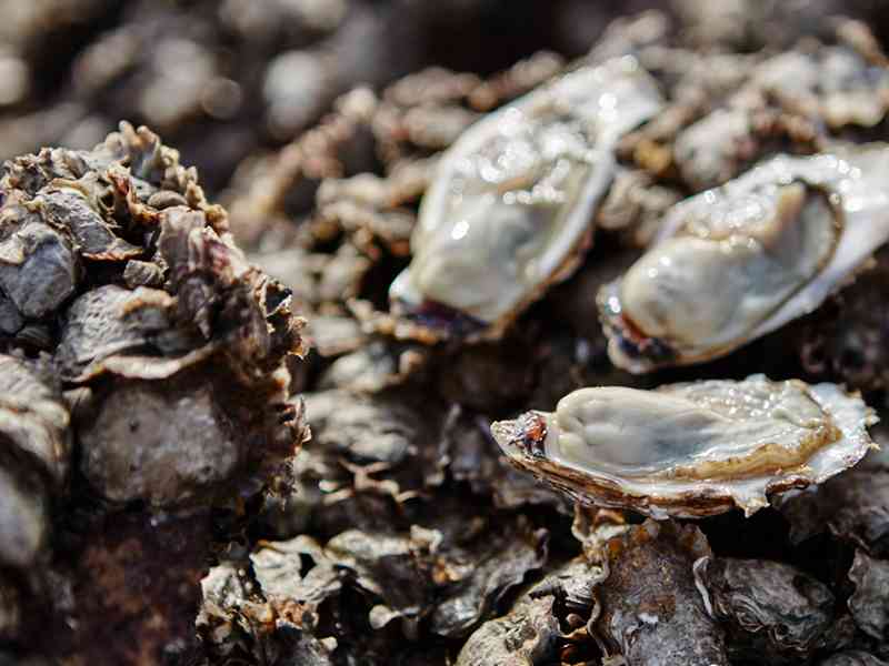 牡蛎能帮助尿频症状恢复