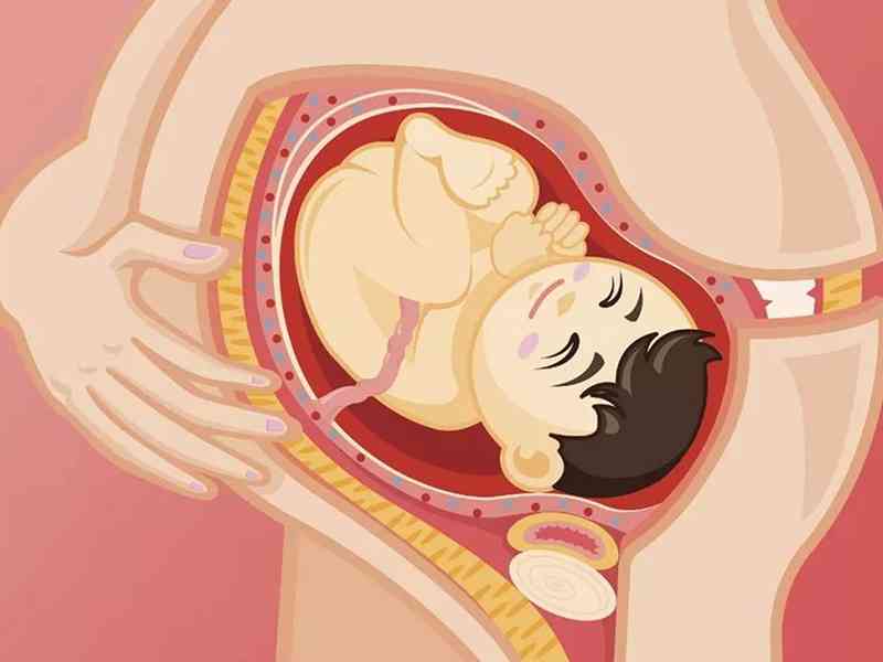 胎盘是母子间交互的器官