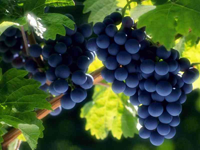 葡萄可以帮助缓解孕妇肝火旺