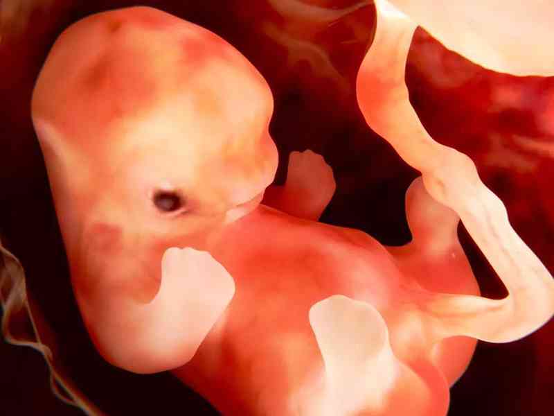 11周时候胎儿已经逐渐发育出了肢体