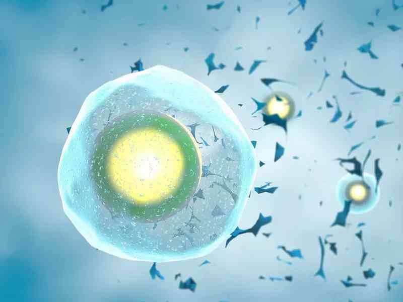 培卵素能提高卵子质量和活力
