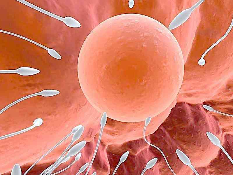 精子能有效判断卵子的质量