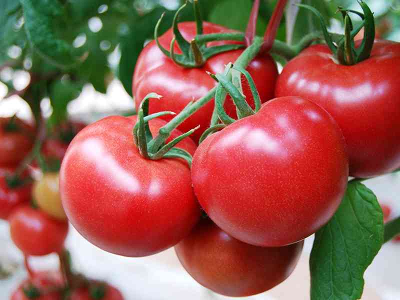 男性备孕可以多吃番茄