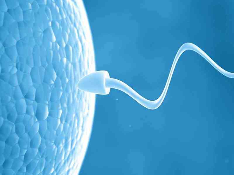 男性备孕检查要看精子