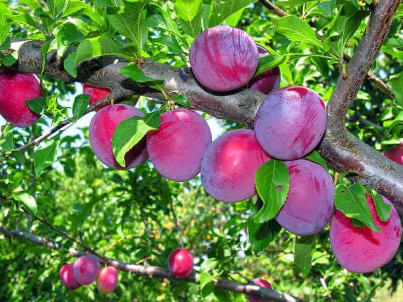 高血糖患者不建议吃水果