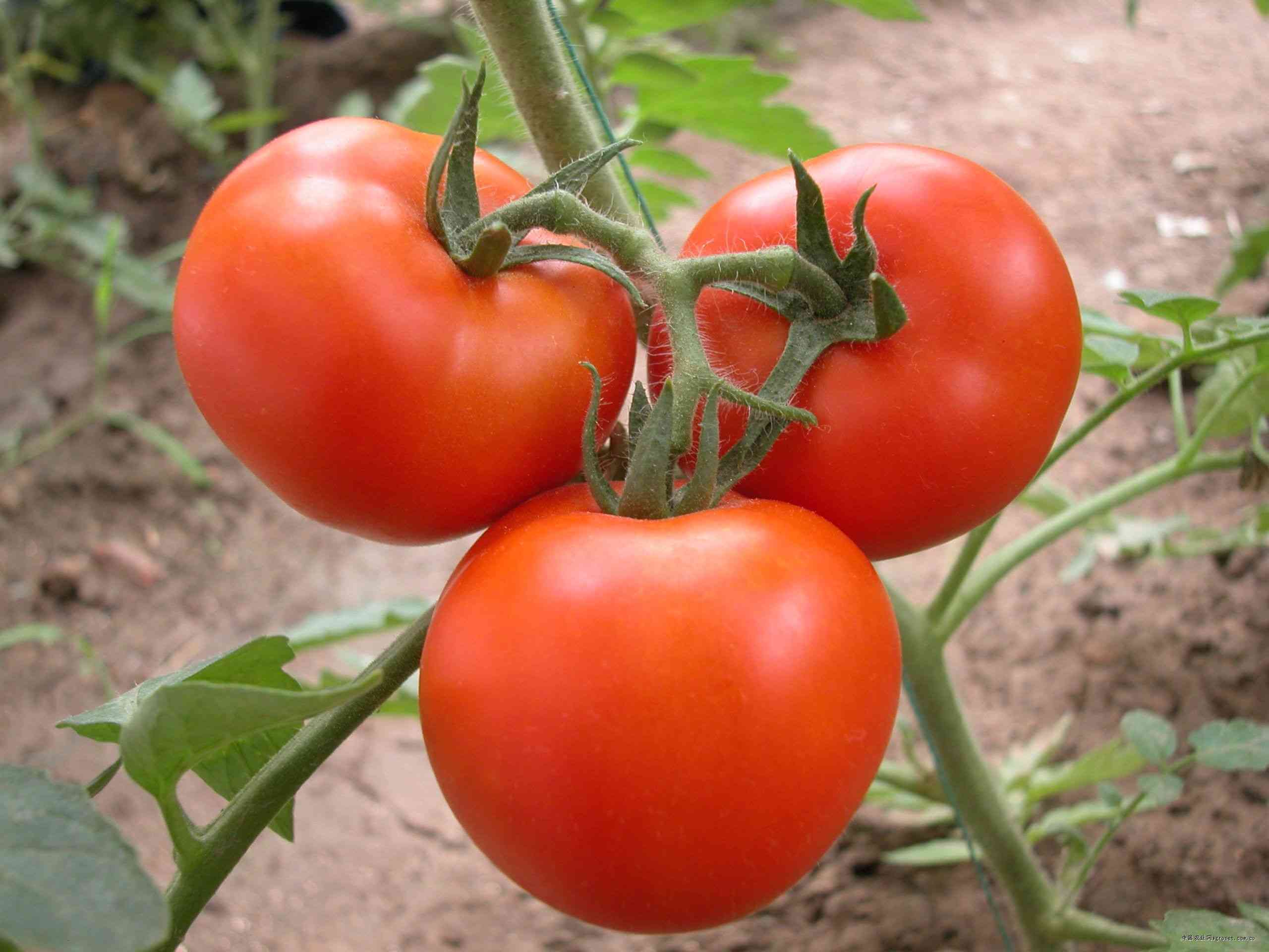 番茄可以预防各类疾病