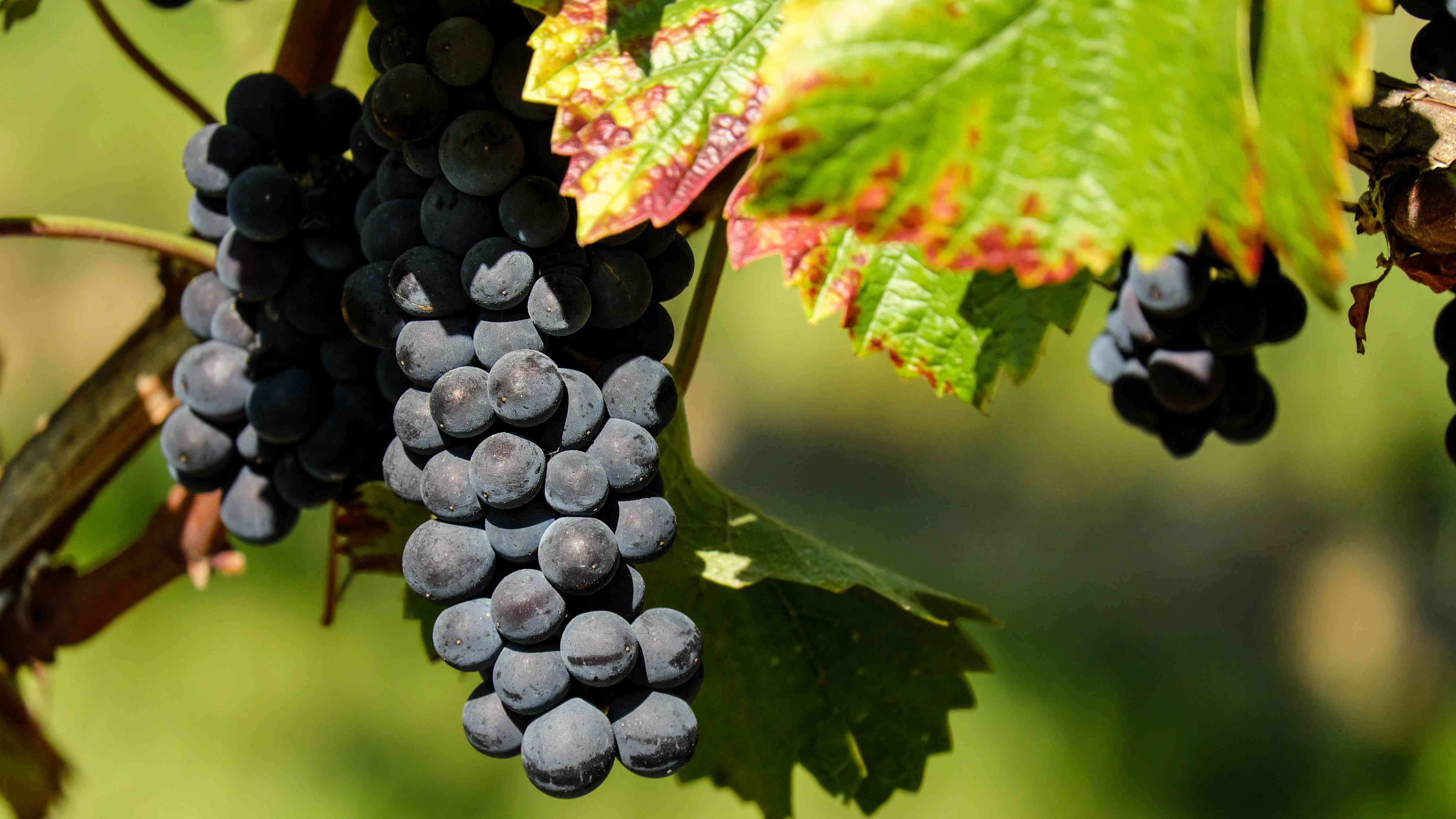 葡萄富含丰富的营养元素