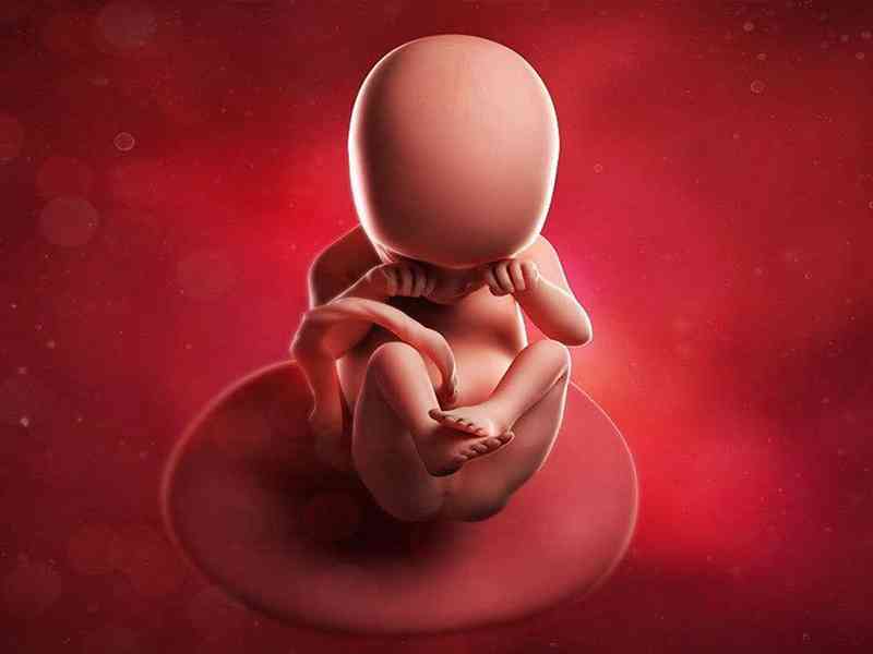 49天胚胎图片图片