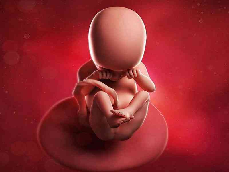 铁蛋白对胎儿的作用