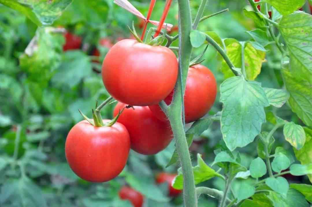 番茄可以改善受孕概率