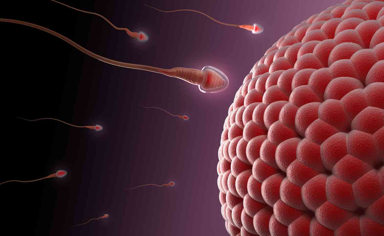 女性吃精子会不会怀孕