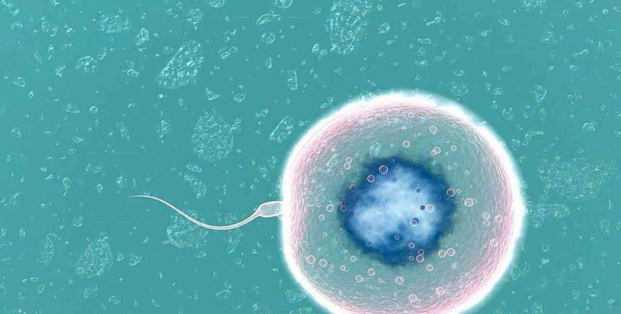 生殖器官发育畸形会导致排卵期不孕