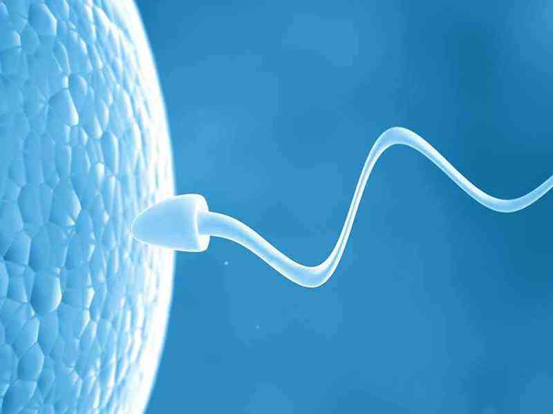 精子质量影响受孕陈功率