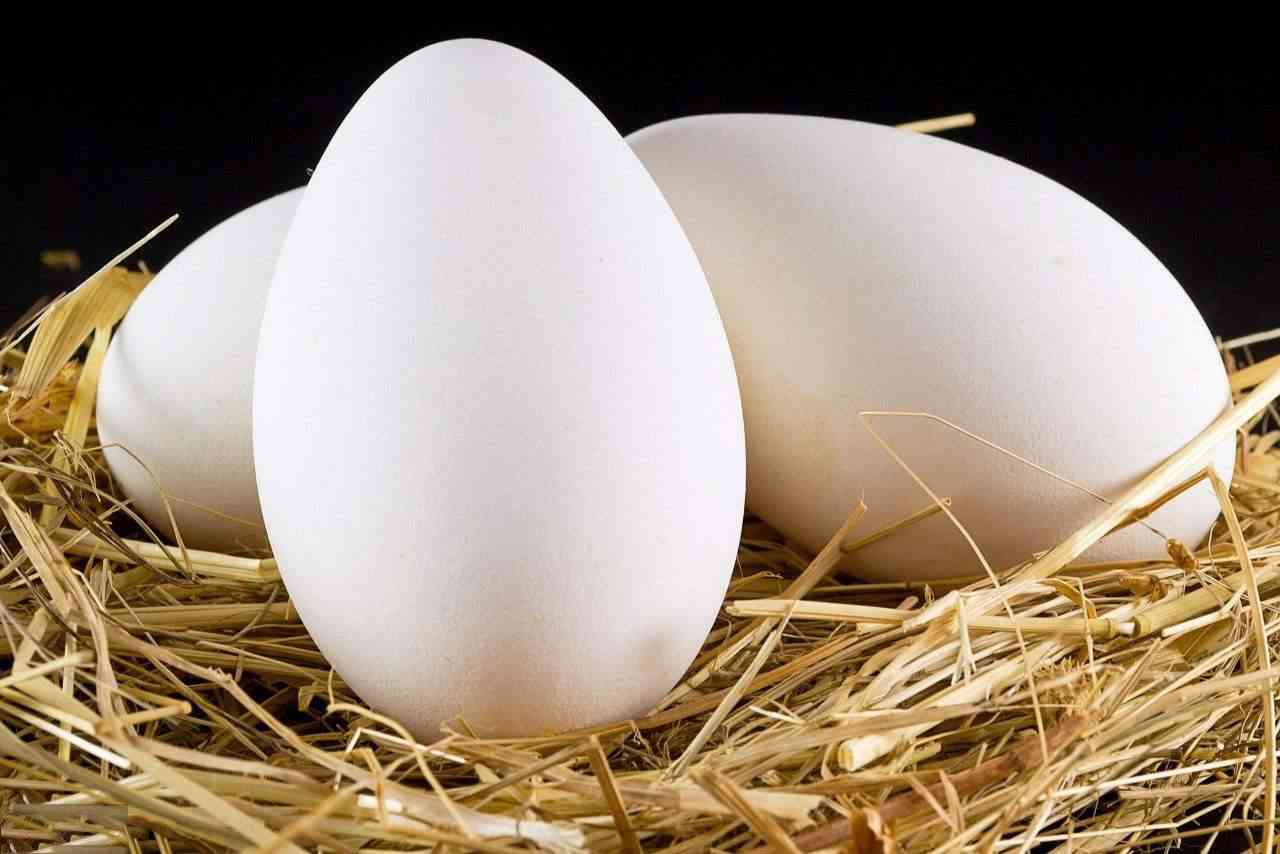 吃鹅蛋可以增强记忆力预防记忆力下降